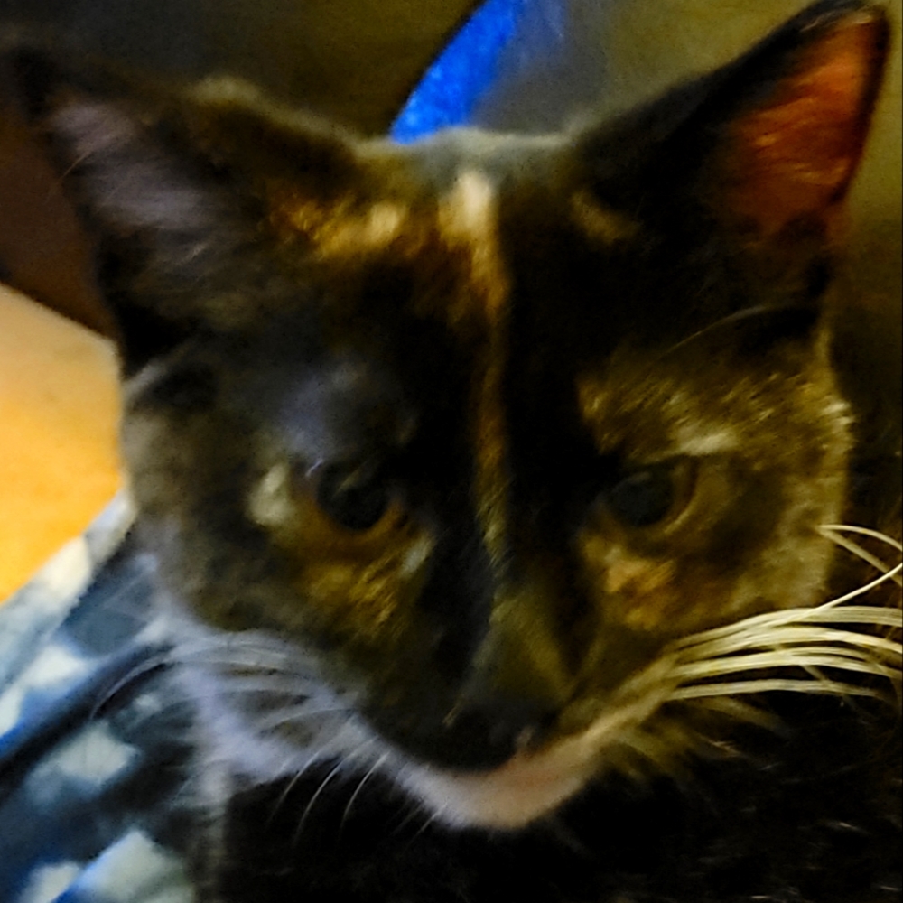 Meet your Posher, Amy